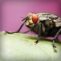 /album/b%d1%96olog%d1%96ya/photolia-a08-jpg/